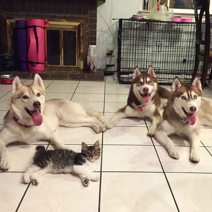 Foto: Instagram (@lilothehusky)