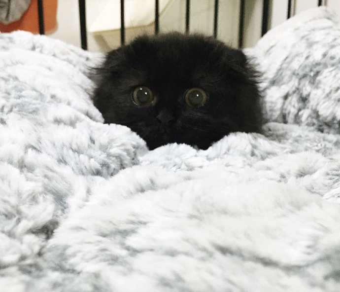 @1room1cat
Huňaťoučká černá kočička s obrovským očima je připravena získat si vaše srdce. Gimo, skotská klapouchá kočka žijící v Jižní Korei, vás uhrane nejen svými žlutými kukadly, ale také Instagramovým účtem, na kterém můžete vidět i její kočičí kamarády.
@1room1cat
Huňaťoučká černá kočička s obrovským očima je připravena získat si vaše srdce. Gimo, skotská klapouchá kočka žijící v Jižní Korei, vás uhrane nejen svými žlutými kukadly, ale také Instagramovým účtem, na kterém můžete vidět i její kočičí kamarády.