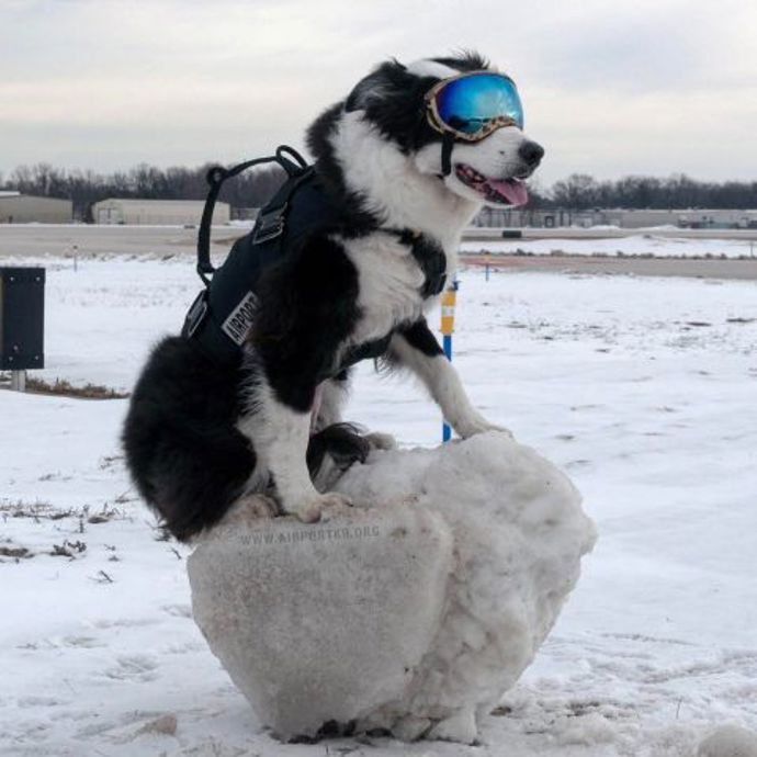 @airportk9
Pejsek Piper pomáhá svému páníčkovi hlídat přírodní rezervaci v Traverse City, Michigan, USA. Je to těžká práce, ale někdo jí dělat musí. Mimochodem, už jste někdy viděli psa (nebo člověka), kterému by tolik slušely lyžařské brýle?
@airportk9
Pejsek Piper pomáhá svému páníčkovi hlídat přírodní rezervaci v Traverse City, Michigan, USA. Je to těžká práce, ale někdo jí dělat musí. Mimochodem, už jste někdy viděli psa (nebo člověka), kterému by tolik slušely lyžařské brýle?