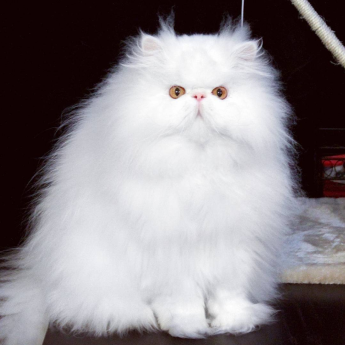 @brimleycat
Brimleyho zachránili ze spárů chovatele, kterému šlo především o zisk. Z útulku ho pak adoptovali hodní lidé a udělali z něj hvězdu Internetu. Brimley je mňoukající nadýchaný obláček, který má konečně domov, který si zaslouží.
@brimleycat
Brimleyho zachránili ze spárů chovatele, kterému šlo především o zisk. Z útulku ho pak adoptovali hodní lidé a udělali z něj hvězdu Internetu. Brimley je mňoukající nadýchaný obláček, který má konečně domov, který si zaslouží.