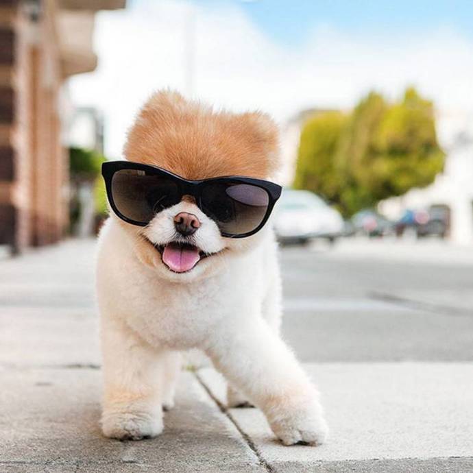 @buddyboowaggytails
Boo vypadá jako plyšová hračka, ale ve skutečnosti je to pomeranian a milionář. Ne, opravdu! Tahle chlupatá kulička je oficiálním ambasadorem pro společnost Virgin America, v kolekci produktů s jeho podobiznou najdete, plyšová zvířátky, knihy, kalendáře, trička nebo valentýnská přáníčka. Svůj domov i Instagram obývá se svými dvěma brášky.
@buddyboowaggytails
Boo vypadá jako plyšová hračka, ale ve skutečnosti je to pomeranian a milionář. Ne, opravdu! Tahle chlupatá kulička je oficiálním ambasadorem pro společnost Virgin America, v kolekci produktů s jeho podobiznou najdete, plyšová zvířátky, knihy, kalendáře, trička nebo valentýnská přáníčka. Svůj domov i Instagram obývá se svými dvěma brášky.