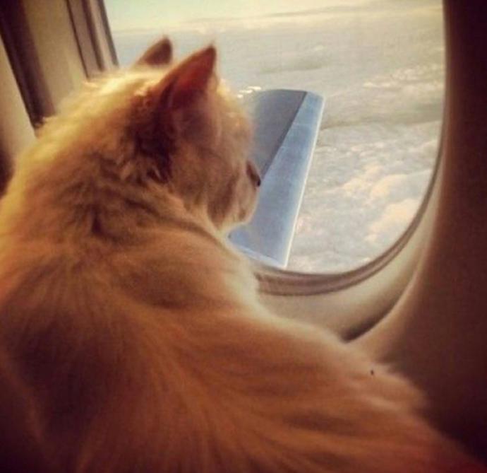 @choupettesdiary
Kdybychom chtěli být v příštím životě nějaké zvíře, rozhodně by to byla kočka návrháře Karla Lagerfelda, Choupette. Původně tato roztomilá birma patřila modelovi Baptistovi Giabiconimu, který ji svěřil Karlovi na hlídaní během své dovolené. Zrodila se ale láska, a tak Baptista daroval kočičku slavnému návrháři k Vánocům. V rozhovoru pro CNN dokonce Lagerfeld přiznal, že by se se svou chlupatou princeznou nejraději oženil. Žádný jiný mazlíček nežije tak luxusní život plný celebrit jako právě Choupette. To se nedá vyprávět, na to se musíte podívat na jejím Instagramu!
@choupettesdiary
Kdybychom chtěli být v příštím životě nějaké zvíře, rozhodně by to byla kočka návrháře Karla Lagerfelda, Choupette. Původně tato roztomilá birma patřila modelovi Baptistovi Giabiconimu, který ji svěřil Karlovi na hlídaní během své dovolené. Zrodila se ale láska, a tak Baptista daroval kočičku slavnému návrháři k Vánocům. V rozhovoru pro CNN dokonce Lagerfeld přiznal, že by se se svou chlupatou princeznou nejraději oženil. Žádný jiný mazlíček nežije tak luxusní život plný celebrit jako právě Choupette. To se nedá vyprávět, na to se musíte podívat na jejím Instagramu!