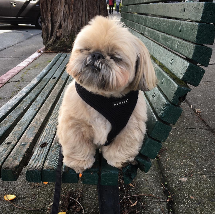 @dailydougie
Dougie je jeden z nejroztomilejších Shih Tzu na Instagramu. Nejraději byste tu jeho chlupatou tvářičku umazlili. Má vždy perfektní frizúru a chová se jako profesionální psí model.
@dailydougie
Dougie je jeden z nejroztomilejších Shih Tzu na Instagramu. Nejraději byste tu jeho chlupatou tvářičku umazlili. Má vždy perfektní frizúru a chová se jako profesionální psí model.