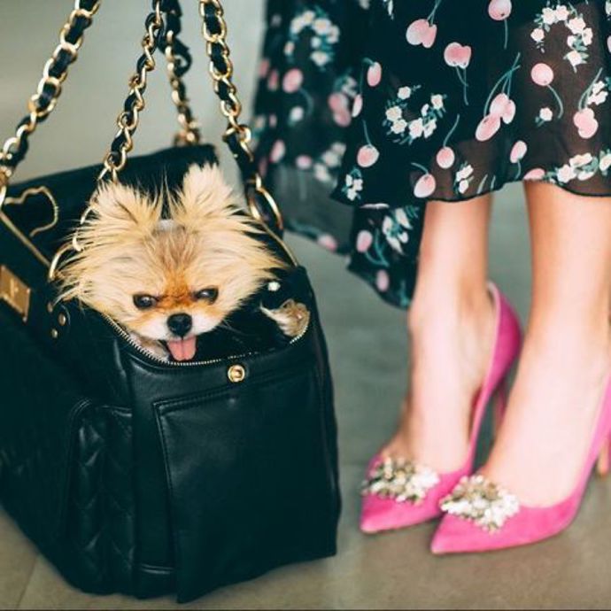 @giggyvanderpump
Královna Beverly Hills Giggy je mazlíček hvězdy reality show Real Housewives of Beverly Hills, Lisy Vanderpump. Má asi ten nejluxusnější život, jaký si může pes (i člověk) přát. Vlastní stovky psích oblečků a patří mezi nejstylovější mazlíčky na světě.
@giggyvanderpump
Královna Beverly Hills Giggy je mazlíček hvězdy reality show Real Housewives of Beverly Hills, Lisy Vanderpump. Má asi ten nejluxusnější život, jaký si může pes (i člověk) přát. Vlastní stovky psích oblečků a patří mezi nejstylovější mazlíčky na světě.