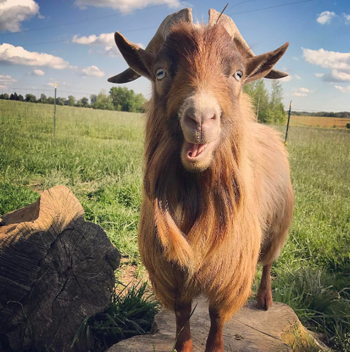 @goats_gone_grazing_acres
Goats Gone Grazing Acres není jen jedna koza, ale celá kozí farma. Upřímně, koza není zrovna běžný mazlíček, ale díky tomuto Instagramu začnete přemýšlet o tom, že strávíte zbytek života na venkově mezi rohatými společníky.
@goats_gone_grazing_acres
Goats Gone Grazing Acres není jen jedna koza, ale celá kozí farma. Upřímně, koza není zrovna běžný mazlíček, ale díky tomuto Instagramu začnete přemýšlet o tom, že strávíte zbytek života na venkově mezi rohatými společníky.
