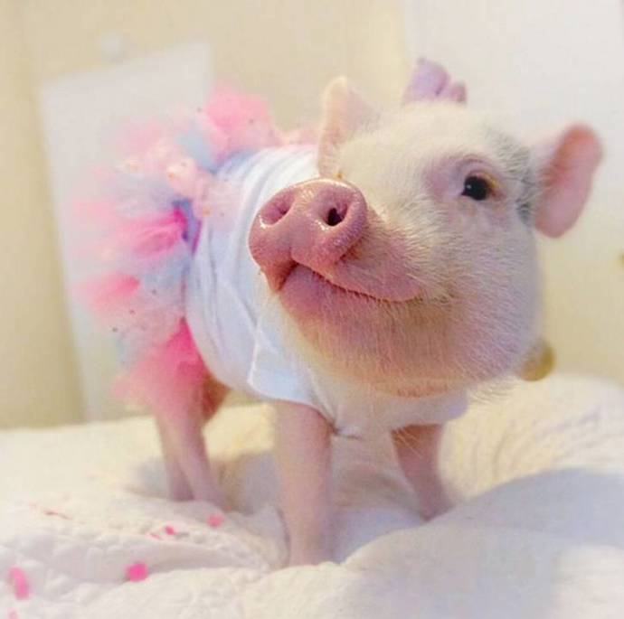 @hamlet_the_piggy
Hamlet je tříleté mini prasátko žijící v Los Angeles. To, že patří mezi opravdové celebrity dokazuje fakt, že jeho příspěvky sdílela na svém Instagramu například Reese Witherspoon. Roztomilost je zkrátka nakažlivá a nikdo jí neodolá.
@hamlet_the_piggy
Hamlet je tříleté mini prasátko žijící v Los Angeles. To, že patří mezi opravdové celebrity dokazuje fakt, že jeho příspěvky sdílela na svém Instagramu například Reese Witherspoon. Roztomilost je zkrátka nakažlivá a nikdo jí neodolá.