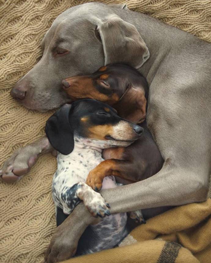 @harlowandsage
Na tomto instagramovém účtu jste mohli vidět příběhy tří psích kamarádů, výmarského ohaře Harlow a jeho psí sestry, jezevčíka Sage. Jejich fanouškové truchlili, když Sage v roce 2013 odešla do psího nebe. Harlow ztrátu nesla těžce, ale teď má po svém boku rovnou dvě nové společnice, Indianu a Reese. Trio spolu tráví všechen čas, od mazlení a hromadných šlofíků, až po nošení módních doplňku, které k sobě samozřejmě ladí.
@harlowandsage
Na tomto instagramovém účtu jste mohli vidět příběhy tří psích kamarádů, výmarského ohaře Harlow a jeho psí sestry, jezevčíka Sage. Jejich fanouškové truchlili, když Sage v roce 2013 odešla do psího nebe. Harlow ztrátu nesla těžce, ale teď má po svém boku rovnou dvě nové společnice, Indianu a Reese. Trio spolu tráví všechen čas, od mazlení a hromadných šlofíků, až po nošení módních doplňku, které k sobě samozřejmě ladí.