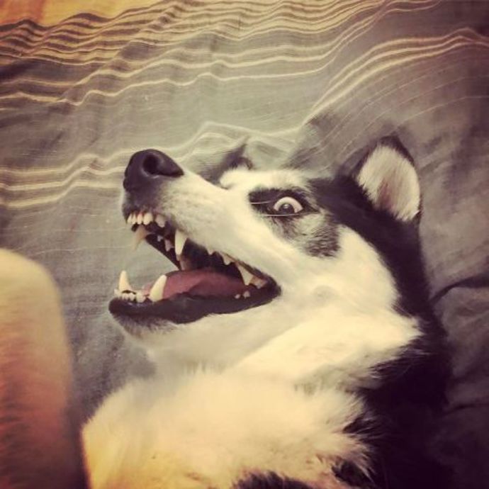 @huskynamedblu
Husky Blue se celý den jen usmívá a dovádí se svou novou psí sestrou Lunou.
@huskynamedblu
Husky Blue se celý den jen usmívá a dovádí se svou novou psí sestrou Lunou.