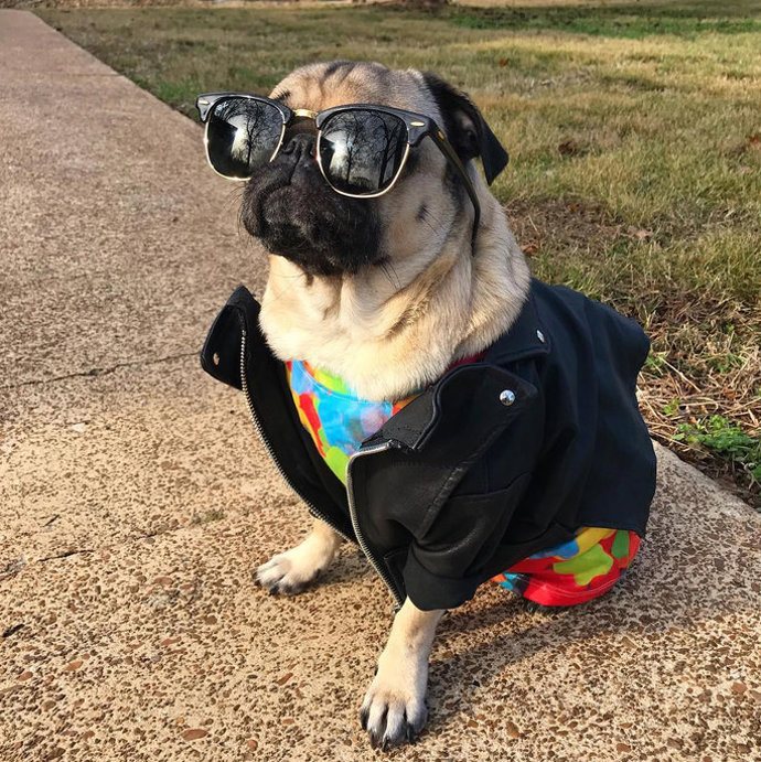 @itsdougthepug
Těžko najdete většího pohodáře, než je Doug. Obráží hudební festivaly, nosí cool outfity a pózuje jako profík. Dokonce o něm vyšla kniha, kterou New York Times označil za bestseller.
@itsdougthepug
Těžko najdete většího pohodáře, než je Doug. Obráží hudební festivaly, nosí cool outfity a pózuje jako profík. Dokonce o něm vyšla kniha, kterou New York Times označil za bestseller.