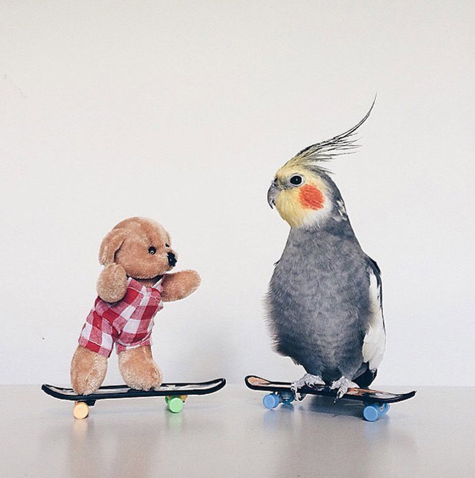 @jackthecockatiel
Jack je korelák z Brazílie a sám sebe popisu jako miloučkého a zvědavého. Každá jeho fotka je neskutečně kreativní a skoro nikdy v ní nechybí hravé rekvizity. Je to asi ten nejsladěnější instagramový účet, který jsme kdy viděli.
@jackthecockatiel
Jack je korelák z Brazílie a sám sebe popisu jako miloučkého a zvědavého. Každá jeho fotka je neskutečně kreativní a skoro nikdy v ní nechybí hravé rekvizity. Je to asi ten nejsladěnější instagramový účet, který jsme kdy viděli.