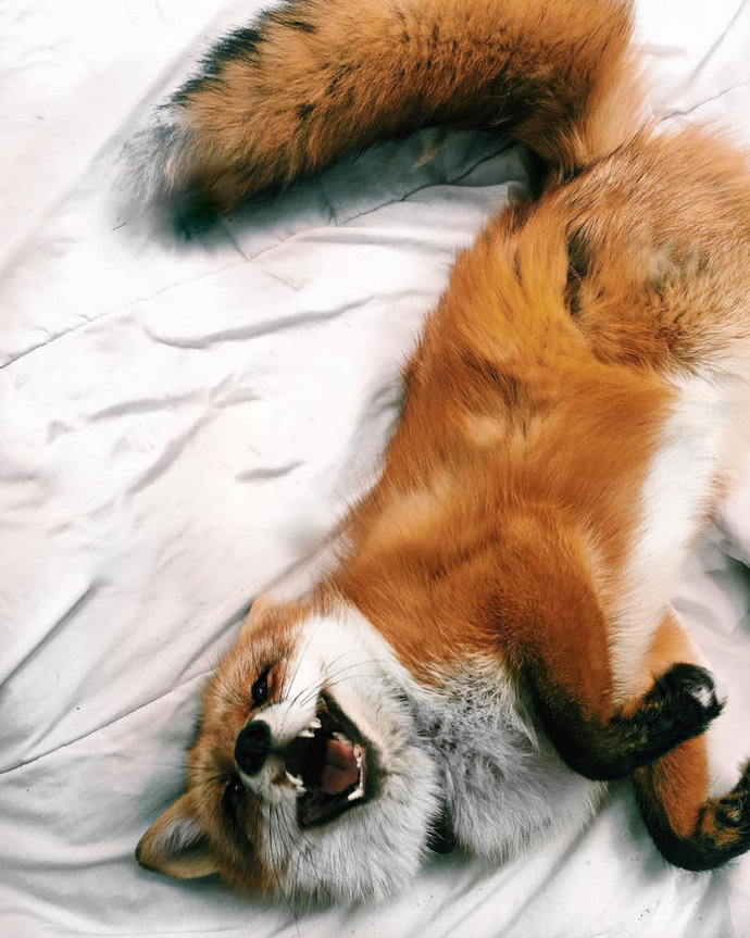 @juniperfoxx
Na svém profilu má napsáno "Nejšťastnější liška" a svými posty to denně dokazuje. Juniper je drzá domácí lištička, která se nebojí dát najevo své emoce. Tak do pozdního odpoledne se jenom válí (přeci jen tahle zvířátka jsou aktivní hlavně v noci), ale po vydatném spánku nejraději dovádí se svým psím parťákem Moosem. Miluje drbání na bříšku a bradě a má za to, že ponožky jsou výborná svačinka.
@juniperfoxx
Na svém profilu má napsáno "Nejšťastnější liška" a svými posty to denně dokazuje. Juniper je drzá domácí lištička, která se nebojí dát najevo své emoce. Tak do pozdního odpoledne se jenom válí (přeci jen tahle zvířátka jsou aktivní hlavně v noci), ale po vydatném spánku nejraději dovádí se svým psím parťákem Moosem. Miluje drbání na bříšku a bradě a má za to, že ponožky jsou výborná svačinka.