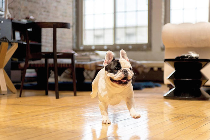 @manny_the_frenchie
Tenhle pětiletý buldoček Manny se jen nepředvádí. Na svém Instagramu také podporuje několik zvířecích organizací a nabádá své fanoušky, aby učinili to samé. Samozřejmě taková filantropická aktivita Mannyho hodně vyčerpává, a tak ho můžete často vidět podřimovat vedle svého malého brášky Franka.
@manny_the_frenchie
Tenhle pětiletý buldoček Manny se jen nepředvádí. Na svém Instagramu také podporuje několik zvířecích organizací a nabádá své fanoušky, aby učinili to samé. Samozřejmě taková filantropická aktivita Mannyho hodně vyčerpává, a tak ho můžete často vidět podřimovat vedle svého malého brášky Franka.