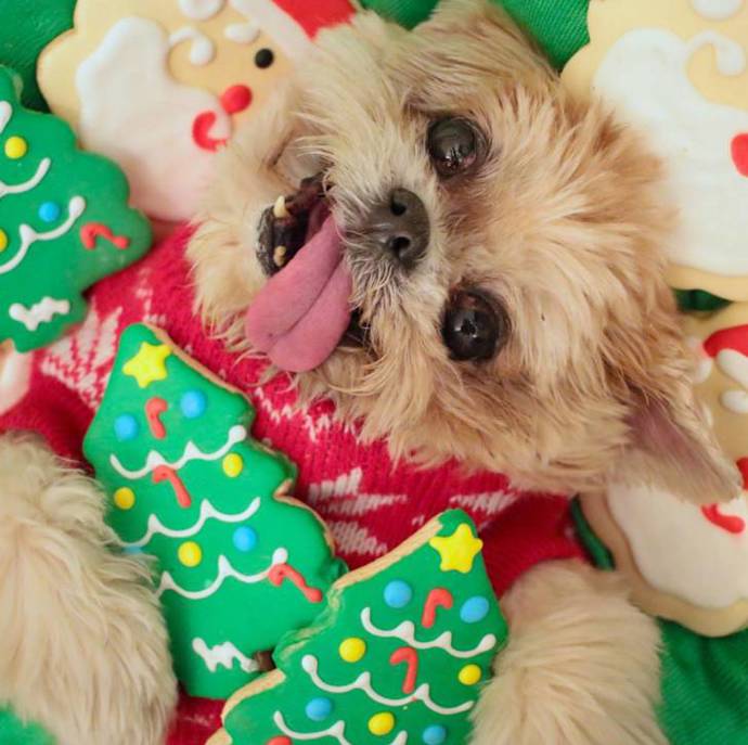Marnie je jeden z nejslavnějších psů na světě. Patnáctiletá fenka shih tzu se před lety ocitla v útulku potom, co utekla svému původnímu majiteli. Jako zubožené zvíře se dostala do rukou ošetřovatelů a následně do domova své současné paničky, která začala její fotky sdílet na internetu a šílenství kolem tohoto psíka s věčně vypláznutým jazykem mohlo začít.
Marnie je jeden z nejslavnějších psů na světě. Patnáctiletá fenka shih tzu se před lety ocitla v útulku potom, co utekla svému původnímu majiteli. Jako zubožené zvíře se dostala do rukou ošetřovatelů a následně do domova své současné paničky, která začala její fotky sdílet na internetu a šílenství kolem tohoto psíka s věčně vypláznutým jazykem mohlo začít.