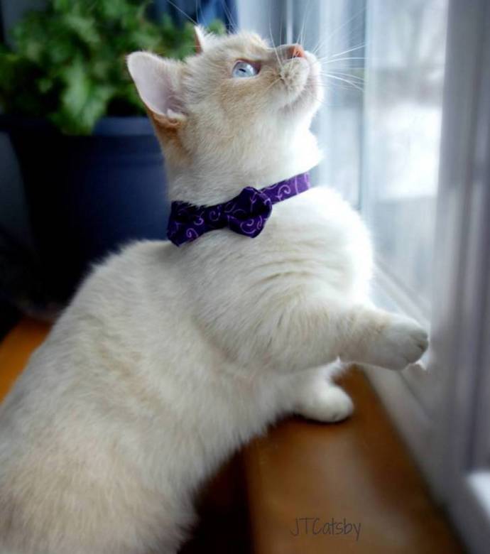 @otisandjr
JT Catsby je kočička rasy munchkin, pro kterou jsou charakteristické velmi krátké nohy. Téměř vždy jí na fotce uvidíte s motýlkem (pokaždé jiné barvy) nebo v kostýmu super hrdiny. Až jí uvidíte stát na zadních, obličej se vám zkřiví roztomilostí.
@otisandjr
JT Catsby je kočička rasy munchkin, pro kterou jsou charakteristické velmi krátké nohy. Téměř vždy jí na fotce uvidíte s motýlkem (pokaždé jiné barvy) nebo v kostýmu super hrdiny. Až jí uvidíte stát na zadních, obličej se vám zkřiví roztomilostí.