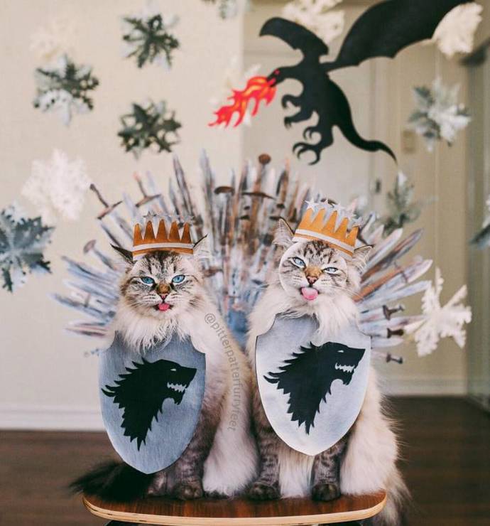 @pitterpatterfurryfeet
Tohle dynamické duo sibiřských koček, Alice a Finnegan, žije v kanadském Torontu a jsou to sourozenci. Na jejich Instagramu najdete úžasné fotky v nejrůznějších prostředích, s vtipnými rekvizitami nebo s jejich psím kamarádem. Nás nejvíc pobavilo jejich ztvárnění Hry o trůny.
@pitterpatterfurryfeet
Tohle dynamické duo sibiřských koček, Alice a Finnegan, žije v kanadském Torontu a jsou to sourozenci. Na jejich Instagramu najdete úžasné fotky v nejrůznějších prostředích, s vtipnými rekvizitami nebo s jejich psím kamarádem. Nás nejvíc pobavilo jejich ztvárnění Hry o trůny.