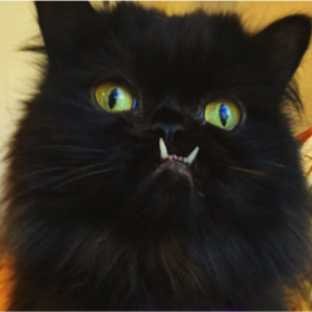 @princessmonstertruck

Princezna Monster Truck z newyorského Brooklynu se stala slavnou díky svému spodnímu předkusu. Pro někoho ošklivka, ale pro statisíce fanoušků na sociálních sítích ten nejroztomilejší mazel. Dokonce má i svou vlastní kolekci tašek, oblečení a hrnků. 

 
