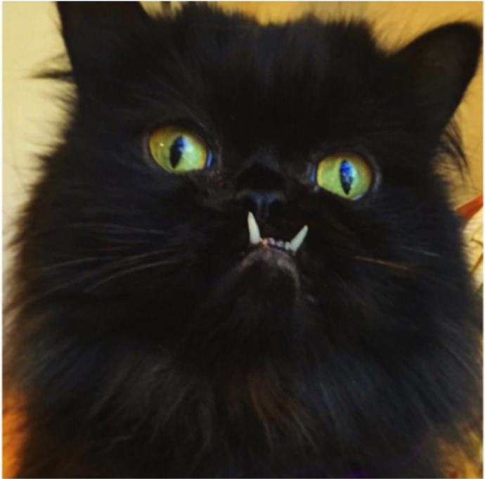 @princessmonstertruck
Princezna Monster Truck z newyorského Brooklynu se stala slavnou díky svému spodnímu předkusu. Pro někoho ošklivka, ale pro statisíce fanoušků na sociálních sítích ten nejroztomilejší mazel. Dokonce má i svou vlastní kolekci tašek, oblečení a hrnků.
@princessmonstertruck
Princezna Monster Truck z newyorského Brooklynu se stala slavnou díky svému spodnímu předkusu. Pro někoho ošklivka, ale pro statisíce fanoušků na sociálních sítích ten nejroztomilejší mazel. Dokonce má i svou vlastní kolekci tašek, oblečení a hrnků.