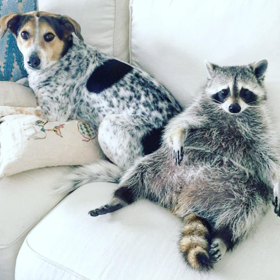 @pumpkintheraccoon

Pohodářský mýval Pumpkin žije v domě se dvěma psy. Sedává na gauči a samozřejmě jako správný mýval pravidelně kontroluje obsah odpadkového koše. Pokud ho ještě nesledujete na Instagramu, měli byste tak učinit okamžitě. 
