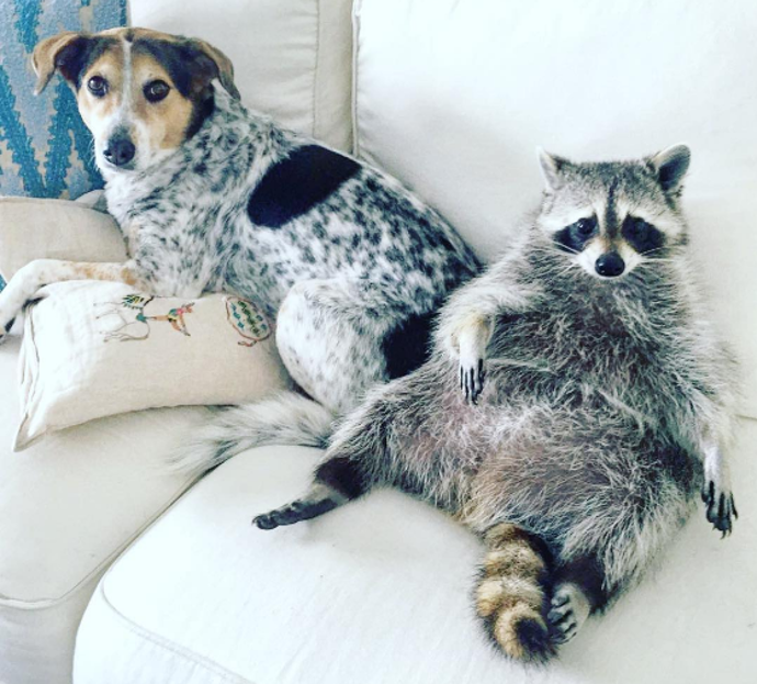 @pumpkintheraccoon
Pohodářský mýval Pumpkin žije v domě se dvěma psy. Sedává na gauči a samozřejmě jako správný mýval pravidelně kontroluje obsah odpadkového koše. Pokud ho ještě nesledujete na Instagramu, měli byste tak učinit okamžitě.
@pumpkintheraccoon
Pohodářský mýval Pumpkin žije v domě se dvěma psy. Sedává na gauči a samozřejmě jako správný mýval pravidelně kontroluje obsah odpadkového koše. Pokud ho ještě nesledujete na Instagramu, měli byste tak učinit okamžitě.