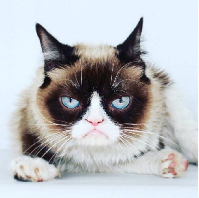 @realgrumpycat
Největším zvířecím fenoménem Internetu je bez pochyby Grumpy Cat. Tato věčně nabručená (v agn. grumpy) kočička vypadá, že nenávidí všechny a všechno. Tento výraz má kvůli (nebo možná díky) genetické vadě, která způsobuje trpasličí syndrom a vadu čelisti. Když majitelé objevili její mediální potenciál, dali v práci výpověď, najali si profesionálního agenta a udělali ze svého naštvaného mazlíčka nejslavnější kočku světa, která si za svůj první život z devíti vydělala přes 2 miliardy korun!
Grumpy má vlastní kolekce snad všeho, na co si vzpomenete, voskovou sochu v muzeu Madame Tussauds, řadu knih o své chlupaté maličkosti a dokonce i celovečerní film. Člověk se celý život lopotí v práci a ono stačí mít jen tu správnou kočku.
@realgrumpycat
Největším zvířecím fenoménem Internetu je bez pochyby Grumpy Cat. Tato věčně nabručená (v agn. grumpy) kočička vypadá, že nenávidí všechny a všechno. Tento výraz má kvůli (nebo možná díky) genetické vadě, která způsobuje trpasličí syndrom a vadu čelisti. Když majitelé objevili její mediální potenciál, dali v práci výpověď, najali si profesionálního agenta a udělali ze svého naštvaného mazlíčka nejslavnější kočku světa, která si za svůj první život z devíti vydělala přes 2 miliardy korun!
Grumpy má vlastní kolekce snad všeho, na co si vzpomenete, voskovou sochu v muzeu Madame Tussauds, řadu knih o své chlupaté maličkosti a dokonce i celovečerní film. Člověk se celý život lopotí v práci a ono stačí mít jen tu správnou kočku.