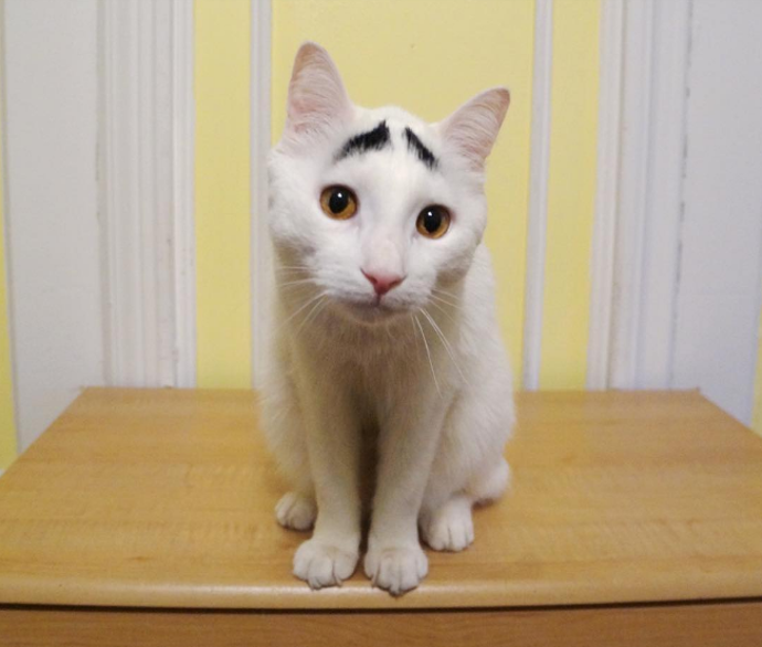 @samhaseyebrows
Když se podíváte na Sama, musíte si myslet, že ho něco trápí. Jeho ustaraný výraz mají na svědomí černé znaky ve tvaru obočí. Nenechte se ale zmást, Sam je veselý kocourek, který ze všeho nejvíc miluje odpočinek.
@samhaseyebrows
Když se podíváte na Sama, musíte si myslet, že ho něco trápí. Jeho ustaraný výraz mají na svědomí černé znaky ve tvaru obočí. Nenechte se ale zmást, Sam je veselý kocourek, který ze všeho nejvíc miluje odpočinek.