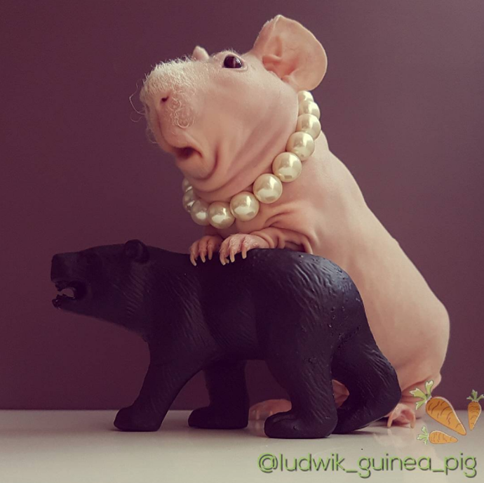@ludwik_guinea_pig
Ludwik je nahé morče, kterého bývalí majitelé odložili v útulku. Teď však žije v luxusu, pochutnává si na čerstvém zelenině a nosí perly.
@ludwik_guinea_pig
Ludwik je nahé morče, kterého bývalí majitelé odložili v útulku. Teď však žije v luxusu, pochutnává si na čerstvém zelenině a nosí perly.