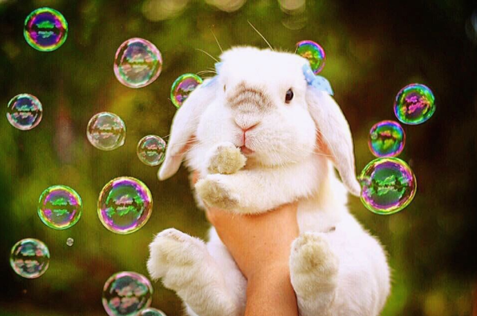 @exempelthebunny
Pětiletý mini králíček Exempel je jeden z nejnadýchanějších mazlíčků na sociálních sítích. Za pořádný pamlsek si s vámi plácne pacičkou a i když spí, neztrácí ani chloupek ze své roztomilosti.
@exempelthebunny
Pětiletý mini králíček Exempel je jeden z nejnadýchanějších mazlíčků na sociálních sítích. Za pořádný pamlsek si s vámi plácne pacičkou a i když spí, neztrácí ani chloupek ze své roztomilosti.