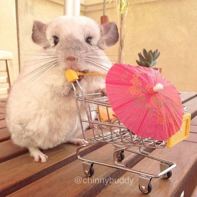 @chinnybuddy
Ať už na kole, s party čepičkou nebo s miniaturním nákupním vozíkem, Mr. Bagel je ten nejroztomilejší čínčilák na Internetu.
@chinnybuddy
Ať už na kole, s party čepičkou nebo s miniaturním nákupním vozíkem, Mr. Bagel je ten nejroztomilejší čínčilák na Internetu.