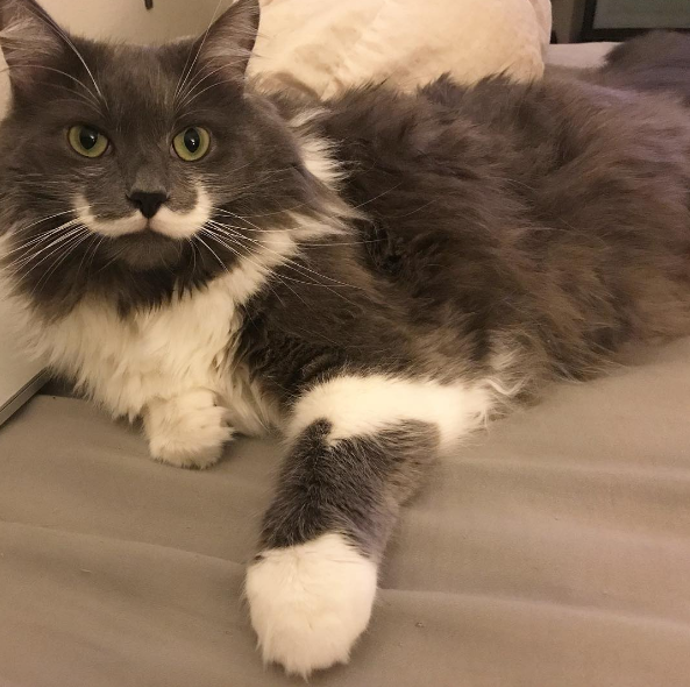 @hamilton_the_hipster_cat
Než se Hamilton stal internetovou senzací, obýval útulek v kalifornském Silicon Valley, odkud si ho adoptoval komik ze San Francisca, Jay Stowe. Tomu bylo jasné, že se musí o perfektní knír svého kocoura podělit s Internetem a celebrita byla na světě! Samozřejmě, stejně jako jeho slavní zvířecí kolegové, i Hamiltom má svou vlastní kolekci oblečení a upomínkových předmětů.
@hamilton_the_hipster_cat
Než se Hamilton stal internetovou senzací, obýval útulek v kalifornském Silicon Valley, odkud si ho adoptoval komik ze San Francisca, Jay Stowe. Tomu bylo jasné, že se musí o perfektní knír svého kocoura podělit s Internetem a celebrita byla na světě! Samozřejmě, stejně jako jeho slavní zvířecí kolegové, i Hamiltom má svou vlastní kolekci oblečení a upomínkových předmětů.