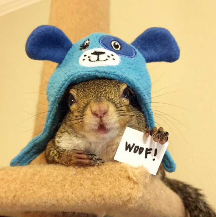 @this_girl_is_a_squirrel
Jill má téměř půl milionu fanoušků, kteří denně sledují její roztomilá dobrodružství. Tahle veverka našla domov u hodných lidí po tom, co vypadla jako mládě z hnízda během řádění hurikánu Isaac. Tenhle expert přes akrobacii sdílí domov s dalšími zvířecími kamarády a nejraději pospává, pózuje a ověšuje se různými doplňky.
@this_girl_is_a_squirrel
Jill má téměř půl milionu fanoušků, kteří denně sledují její roztomilá dobrodružství. Tahle veverka našla domov u hodných lidí po tom, co vypadla jako mládě z hnízda během řádění hurikánu Isaac. Tenhle expert přes akrobacii sdílí domov s dalšími zvířecími kamarády a nejraději pospává, pózuje a ověšuje se různými doplňky.