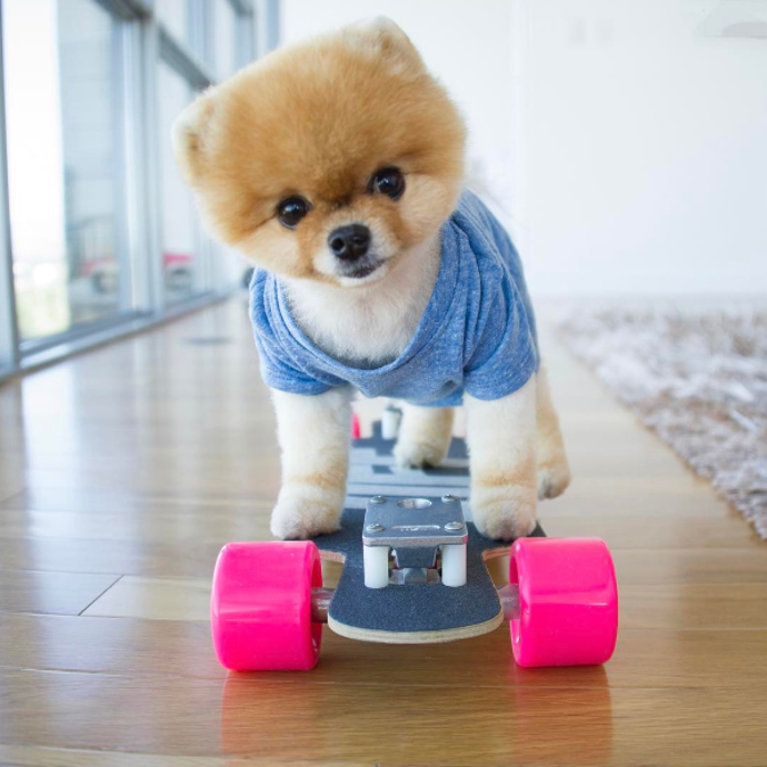 @jiffpom
Nakonec jsme si nechali super roztomilého pomeriana jménem Jiff. Tento psík k zulíbání se stal internetovou i filmovou hvězdou. Chodí pozpátku, jezdí na skateboardu a zapsal se do Guinessovy knihy rekordů jako pes, který umí nejrychleji běhat po dvou tlapkách. Navíc má své vlastní emotikony. A abychom nezapomněli, město Los Angeles vyhlásilo na jeho počest Den Jiffa. Tak to už je opravdu zvířecí úlet.
@jiffpom
Nakonec jsme si nechali super roztomilého pomeriana jménem Jiff. Tento psík k zulíbání se stal internetovou i filmovou hvězdou. Chodí pozpátku, jezdí na skateboardu a zapsal se do Guinessovy knihy rekordů jako pes, který umí nejrychleji běhat po dvou tlapkách. Navíc má své vlastní emotikony. A abychom nezapomněli, město Los Angeles vyhlásilo na jeho počest Den Jiffa. Tak to už je opravdu zvířecí úlet.