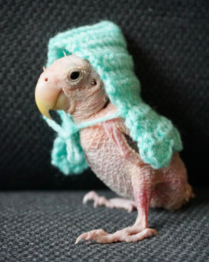 @rhea_thenakedbirdie
Tohle holé pískle je Rhea. Nemá sice žádná peříčka, zato její Instagram sledují staticíce fanoušků. Papoušek naháč trpí chorobou, která způsobuje ztrátu peři. Ona si z toho však nic nedělá, protože zahřát se může v pletených outfitech nebo ve vlídných rukách své majitelky.
@rhea_thenakedbirdie
Tohle holé pískle je Rhea. Nemá sice žádná peříčka, zato její Instagram sledují staticíce fanoušků. Papoušek naháč trpí chorobou, která způsobuje ztrátu peři. Ona si z toho však nic nedělá, protože zahřát se může v pletených outfitech nebo ve vlídných rukách své majitelky.