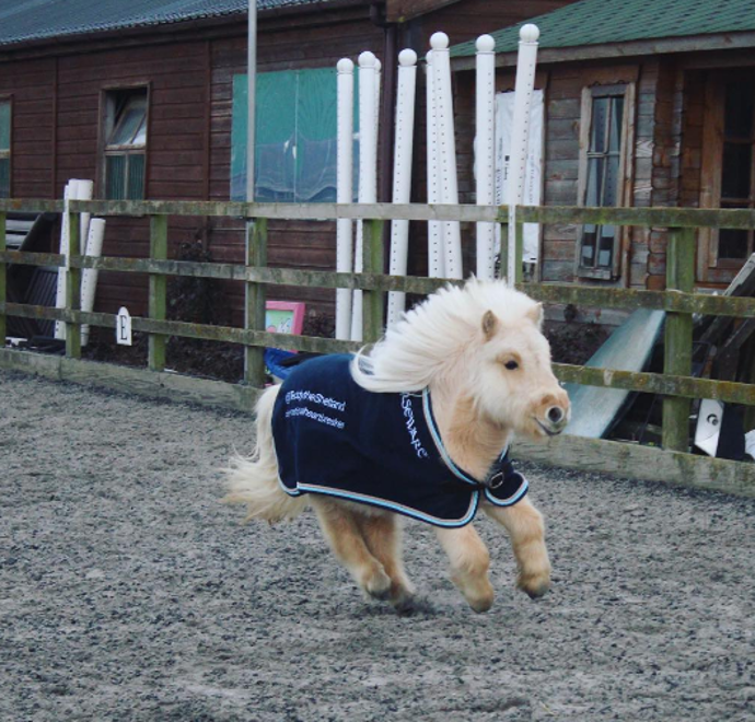 @teddytheshetland
Je důležité sledovat aspoň jednoho poníka na Instagramu. Vlastně je to povinné. Teddy je maličký blonďatý poník, který miluje pejsky, nebojí se zajít si pro zmrzlinu a jeho zálibou jsou vtipné kostými.
@teddytheshetland
Je důležité sledovat aspoň jednoho poníka na Instagramu. Vlastně je to povinné. Teddy je maličký blonďatý poník, který miluje pejsky, nebojí se zajít si pro zmrzlinu a jeho zálibou jsou vtipné kostými.