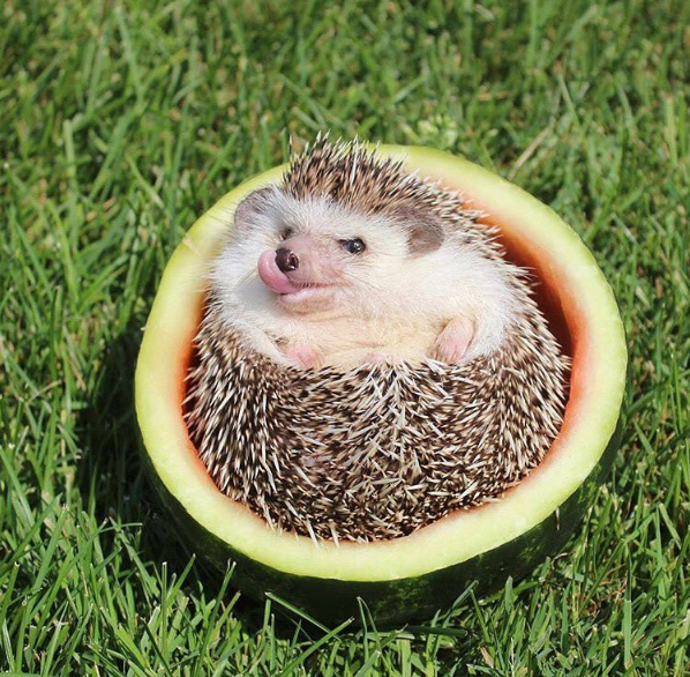 @theadventuresofhedgy
Tento instagramový účet sleduje život více mazlíčků, kteří spolu obývají jeden domov. Ovšem naše srdce uloupili ježečci Hedgy a Lulu. Vejdou se do dlaně a jejich roztomilost nezná mezí.
@theadventuresofhedgy
Tento instagramový účet sleduje život více mazlíčků, kteří spolu obývají jeden domov. Ovšem naše srdce uloupili ježečci Hedgy a Lulu. Vejdou se do dlaně a jejich roztomilost nezná mezí.
