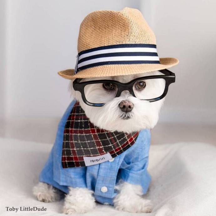 @toby_littledude
Toby LittleDude™ (ano, jeho jméno je registrovaná značka) alias Tobes je opravdový psí hipster. Instagramovým modelem se podle své paničky stal úplně náhodu. "Jednoho dne jsem mu nasadila sluneční brýle a všimla si, že mu to vůbec nevadí. Vyfotila jsem ho, obrázek sdílela a lidem se to líbilo," popisuje jeho majitelka. Asi se nebudete divit, když vám řekneme, že Toby má svou vlastní kolekci oblečení.
@toby_littledude
Toby LittleDude™ (ano, jeho jméno je registrovaná značka) alias Tobes je opravdový psí hipster. Instagramovým modelem se podle své paničky stal úplně náhodu. "Jednoho dne jsem mu nasadila sluneční brýle a všimla si, že mu to vůbec nevadí. Vyfotila jsem ho, obrázek sdílela a lidem se to líbilo," popisuje jeho majitelka. Asi se nebudete divit, když vám řekneme, že Toby má svou vlastní kolekci oblečení.