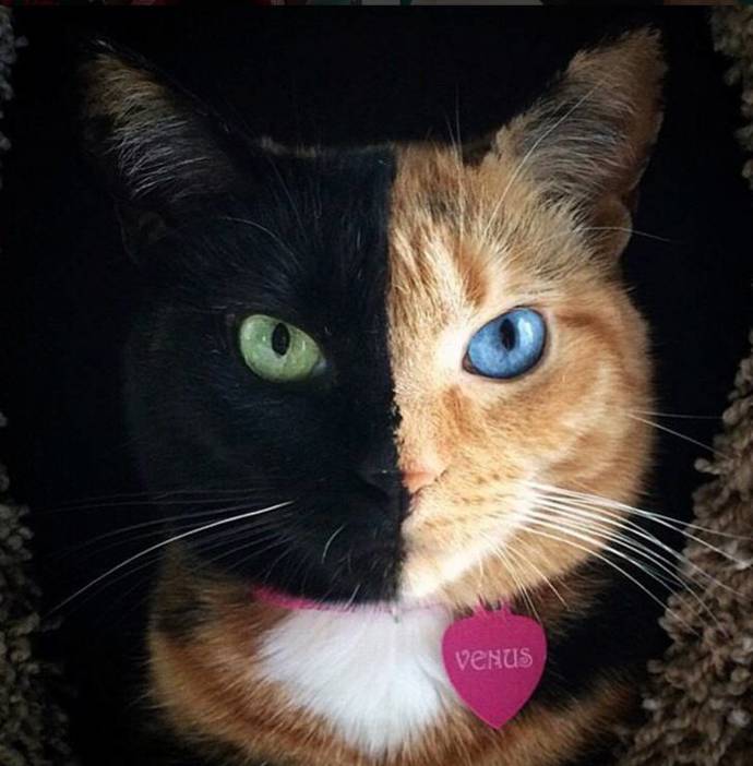 @venustwofacecat
Venus “Kočka dvou tváří” upoutala svět svou perfektně asimetrikou napůl černou a napůl zrzavou hlavou. Aby toho nebylo málo, jedno oko má zelené a druhé modré. Díky jejímu unikátnímu vzezření její fotky, hlavně ty ve tmě, vzbuzují obdiv milionu fanoušků.
@venustwofacecat
Venus “Kočka dvou tváří” upoutala svět svou perfektně asimetrikou napůl černou a napůl zrzavou hlavou. Aby toho nebylo málo, jedno oko má zelené a druhé modré. Díky jejímu unikátnímu vzezření její fotky, hlavně ty ve tmě, vzbuzují obdiv milionu fanoušků.