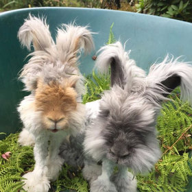 @wally_and_molly

Wally a Suki jsou angorští králíci, které pravidelně dokumentuje jejich člověčí máma Molly. Nejen že se budete rozplývat nad každou fotkou těchto ušáků, ale jejich zpomalená videa vás dostanou do kolen. 

 
