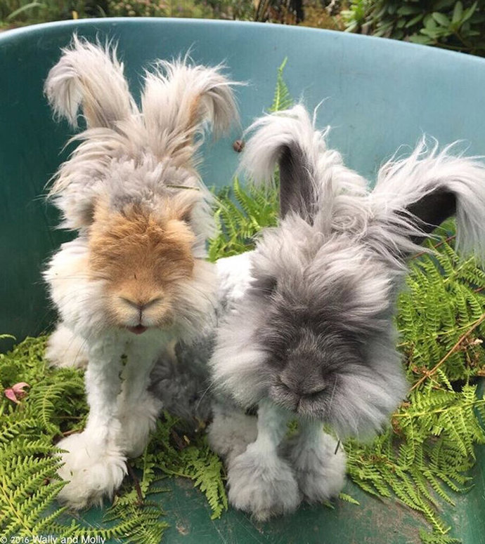 @wally_and_molly
Wally a Suki jsou angorští králíci, které pravidelně dokumentuje jejich člověčí máma Molly. Nejen že se budete rozplývat nad každou fotkou těchto ušáků, ale jejich zpomalená videa vás dostanou do kolen.
@wally_and_molly
Wally a Suki jsou angorští králíci, které pravidelně dokumentuje jejich člověčí máma Molly. Nejen že se budete rozplývat nad každou fotkou těchto ušáků, ale jejich zpomalená videa vás dostanou do kolen.