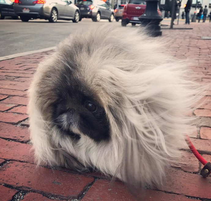 @wontonsoup_the_peke
Pokaždé, když pekinéz Wonton zveřejní fotku, naše srdce poskočí. Nejlepší jsou však zpomalená videa Wontona při běhu, to musíte vidět!
@wontonsoup_the_peke
Pokaždé, když pekinéz Wonton zveřejní fotku, naše srdce poskočí. Nejlepší jsou však zpomalená videa Wontona při běhu, to musíte vidět!