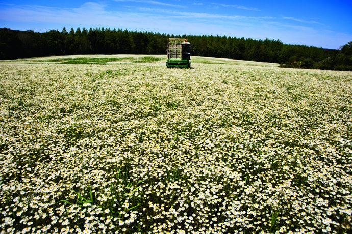 Pole s bio heřmánkem, La Gacilly, Francie.
Pole s bio heřmánkem, La Gacilly, Francie.