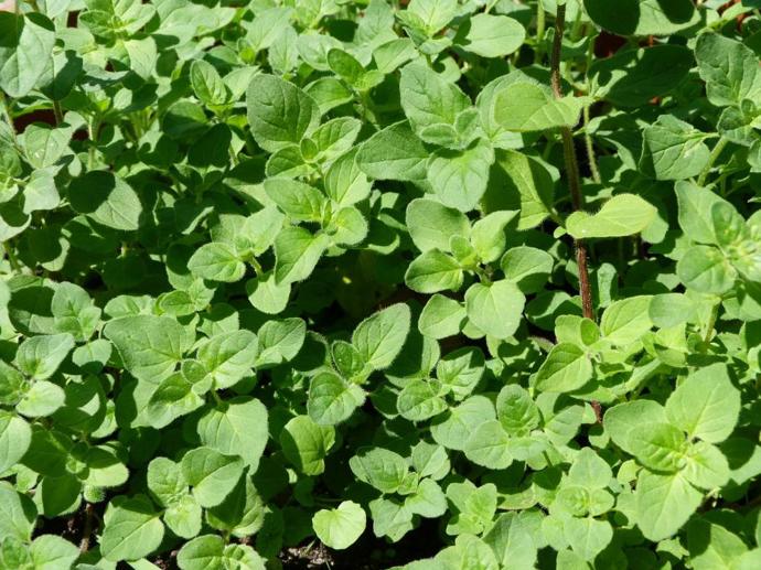 Z této plané léčivky se vaří čaj, jenž povzbuzuje metabolismus. Mladé kopřivy můžete použít i do velikonočních nádivek nebo z nich uvařit špenát.