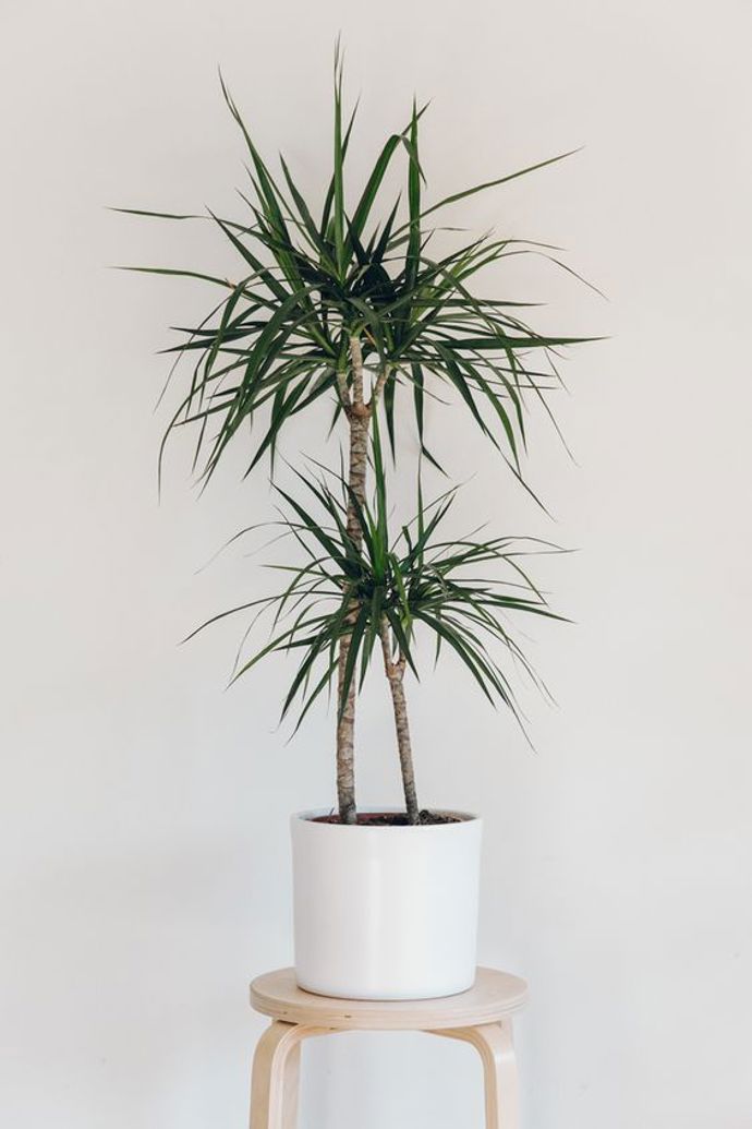 Svým vzhledem připomíná sukulenty, ale není. Působí exoticky, přitom je snadný na údržbu. Zamioculcas, který pochází z Madagaskaru, si zamilujete. Pěstování je tak nenáročné, že přesadit potřebuje jen jednou za dva roky.