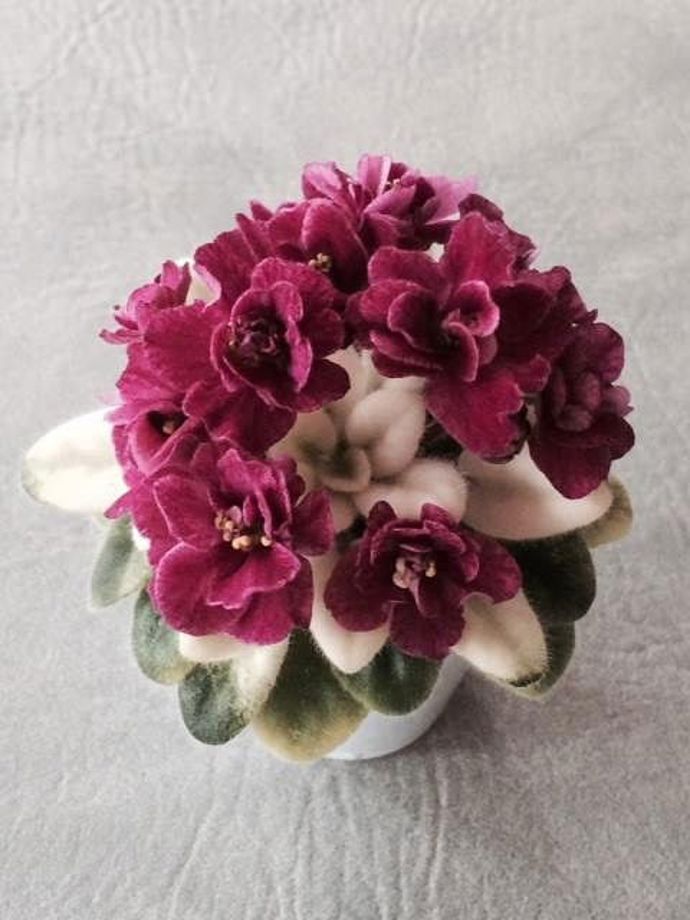 Kdo by nemiloval orchideje? Zejména ty malokvěté odrůdy ze skupiny Multiflora zvládne nezahubit i začátečník. Jsou opravdu skvostné a potěší oko každý den. Pěstují se u okna, preferují vlhký vzduch i kropení a to jednou, maximálně dvakrát týdně.