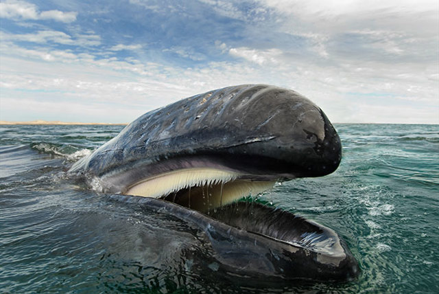 whales-dolphins-sea-animal-photography-marine-life-christopher-swann-10