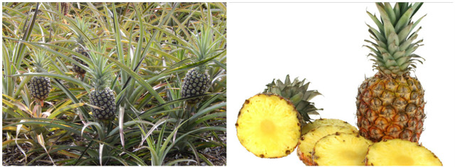 Ananas