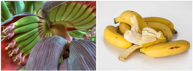 Banan