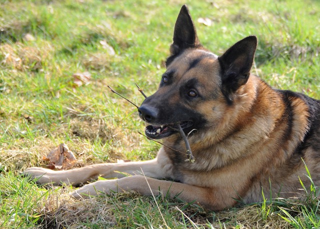 dog-1871985_1280_copy