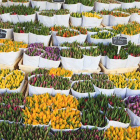 Bloenenmarkt – květinový trh

Když se řekne Holandsko, jistě si spousta lidí jako první představí tulipány. V Amsterdamu žádná tulipánová pole nenajdete. Ta se nachází cca 40 minut od města. Můžete si ale pořídit cibulky tulipánů na amsterdamských trzích s květinami a doma si je zasadit. Při jejich koupi mějte na paměti, že ne všechny odrůdy se dají vyvézt ze země. Na některé musíte mít speciální povolení.
