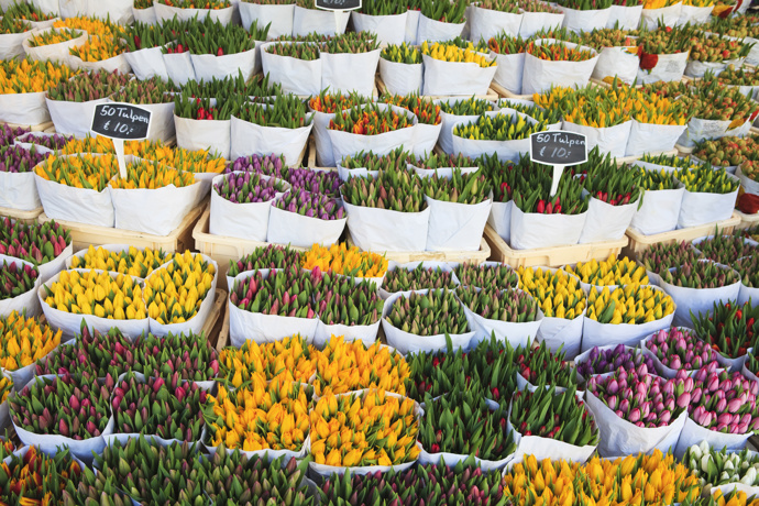 Bloenenmarkt – květinový trh

Když se řekne Holandsko, jistě si spousta lidí jako první představí tulipány. V Amsterdamu žádná tulipánová pole nenajdete. Ta se nachází cca 40 minut od města. Můžete si ale pořídit cibulky tulipánů na amsterdamských trzích s květinami a doma si je zasadit. Při jejich koupi mějte na paměti, že ne všechny odrůdy se dají vyvézt ze země. Na některé musíte mít speciální povolení.
