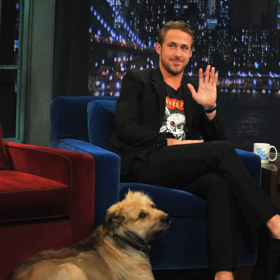 Ryan Gosling a George

Ryan Gosling měl voríška jménem George. Přišel o něj v roce 2016, ale dodnes na něj vzpomíná. Ryan nosí jeho psí známku na krku a má ho i na tričku. Vždy ho doprovázel na natáčení a když po něm chtěl nějaký povel, musel ho přesvědčit, že je to v jeho nejlepším zájmu. Při povelu "sedni" si George nikdy jen tak nesedl. Ryan mu prý musel říct „Hele kámo, v tomhle autě budeme sedět další tři hodiny, nebylo by pohodlnější si třeba sednout?“ 
